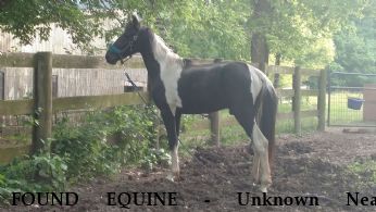 FOUND EQUINE - Unknown Near Hillsboro, OH, 45133
